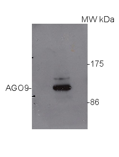 western blot using Arabidopsis AGO9 antibodies